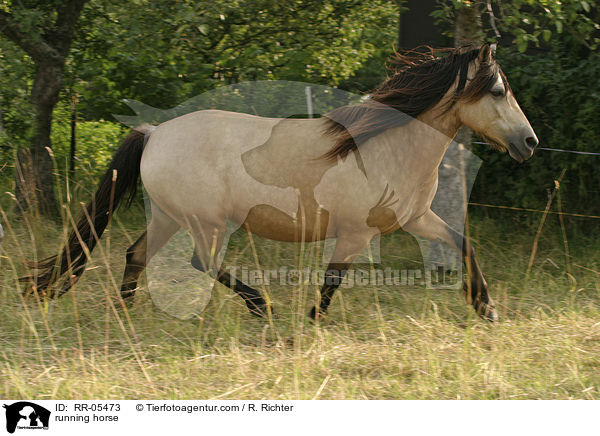trabendes Pony / running horse / RR-05473