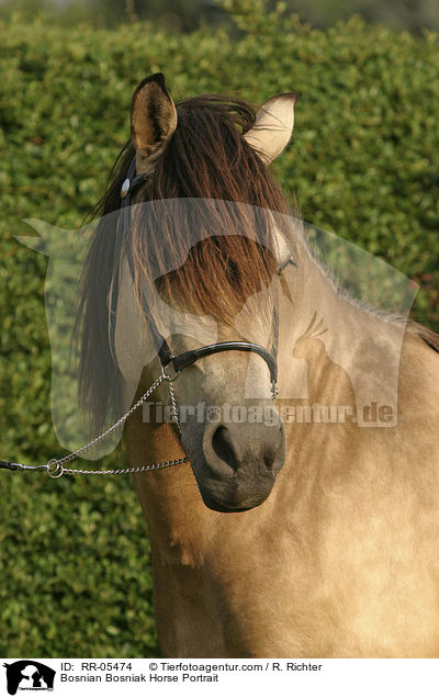 Bosnian Bosniak Horse Portrait / RR-05474