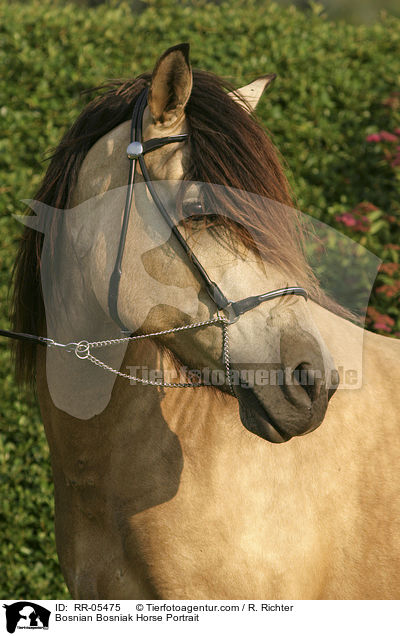 Bosnian Bosniak Horse Portrait / RR-05475