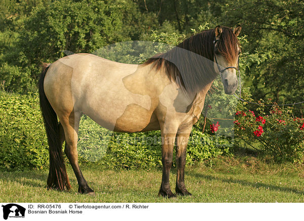 Bosnian Bosniak Horse / RR-05476