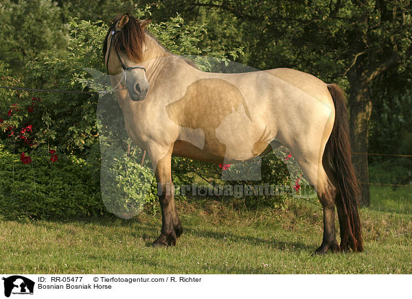 Bosnian Bosniak Horse / RR-05477