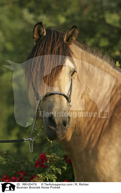 Bosniake im Portrait / Bosnian Bosniak Horse Portrait / RR-05479