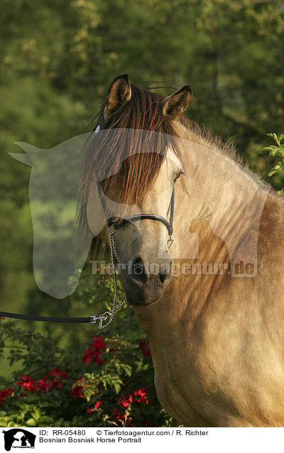 Bosnian Bosniak Horse Portrait / RR-05480