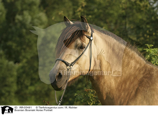 Bosnian Bosniak Horse Portrait / RR-05481