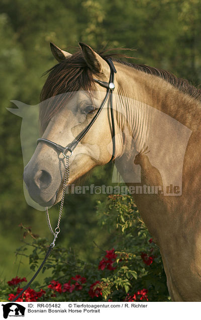 Bosniake im Portrait / Bosnian Bosniak Horse Portrait / RR-05482