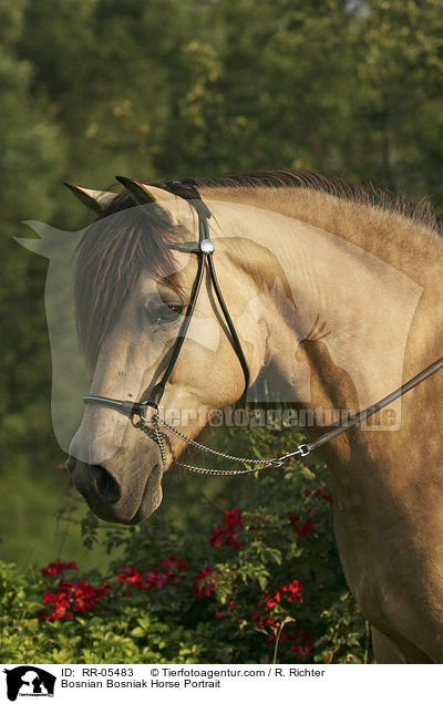Bosnian Bosniak Horse Portrait / RR-05483
