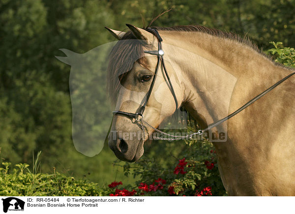 Bosnian Bosniak Horse Portrait / RR-05484