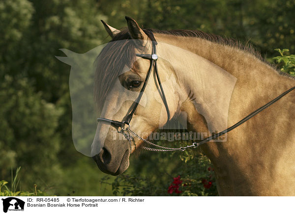 Bosniake im Portrait / Bosnian Bosniak Horse Portrait / RR-05485