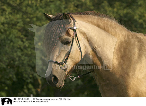 Bosnian Bosniak Horse Portrait / RR-05486