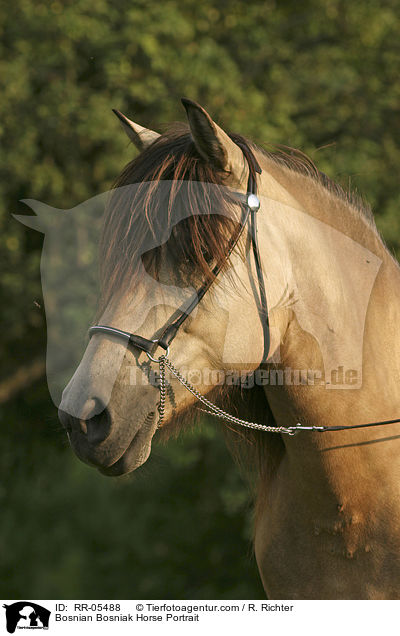 Bosniake im Portrait / Bosnian Bosniak Horse Portrait / RR-05488