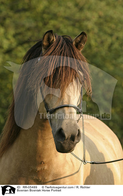 Bosnian Bosniak Horse Portrait / RR-05489