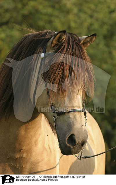 Bosnian Bosniak Horse Portrait / RR-05490