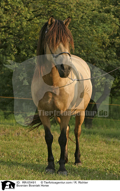 Bosniake / Bosnian Bosniak Horse / RR-05491