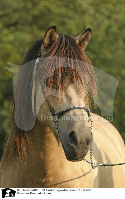 Bosnian Bosniak Horse / RR-05492