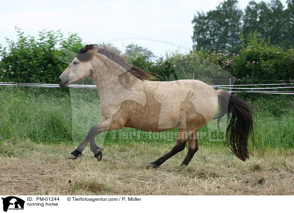 galoppierender Bosniake / running horse / PM-01244