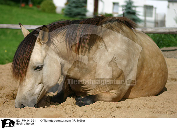 dsendes Pferd / dozing horse / PM-01251
