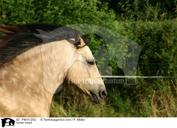 Pferd im Portrait / horse head / PM-01252
