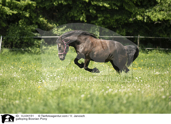 Bosniake im Galopp / galloping Bosnian Pony / VJ-04151