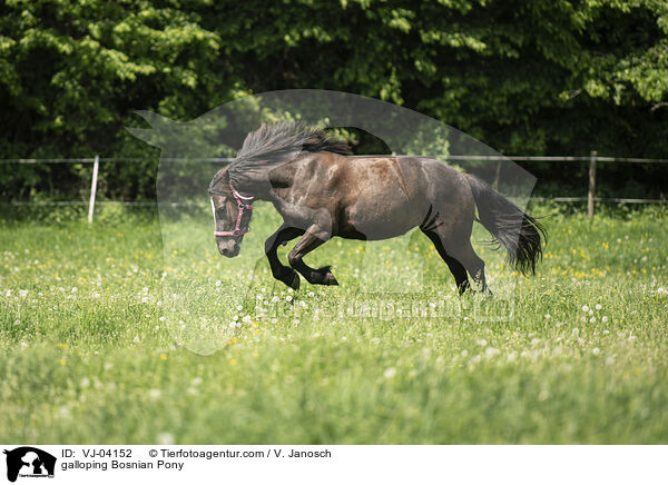 Bosniake im Galopp / galloping Bosnian Pony / VJ-04152