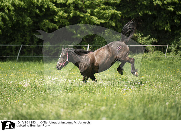 Bosniake im Galopp / galloping Bosnian Pony / VJ-04153