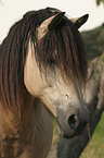 Bosnian Bosniak Horse Portrait