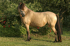 Bosnian Bosniak Horse