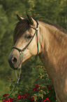 Bosnian Bosniak Horse Portrait