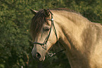 Bosnian Bosniak Horse Portrait