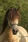 Bosnian Bosniak Horse Portrait