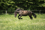 galloping Bosnian Pony