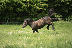 galloping Bosnian Pony