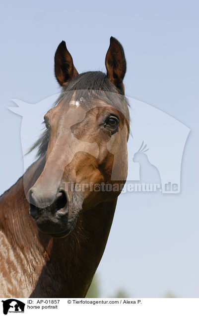 horse portrait / AP-01857