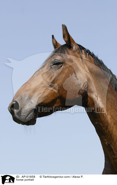 horse portrait / AP-01858