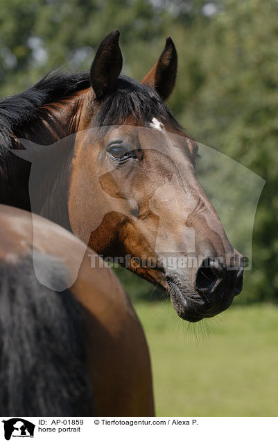 horse portrait / AP-01859