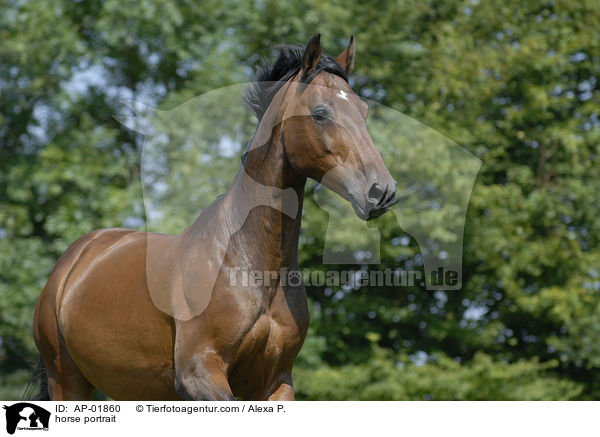 horse portrait / AP-01860