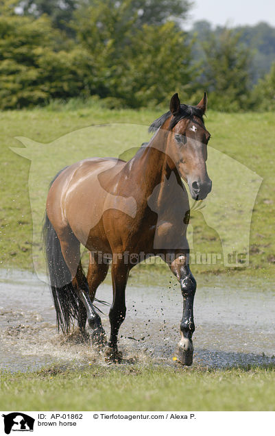 brauner Brandenburger / brown horse / AP-01862