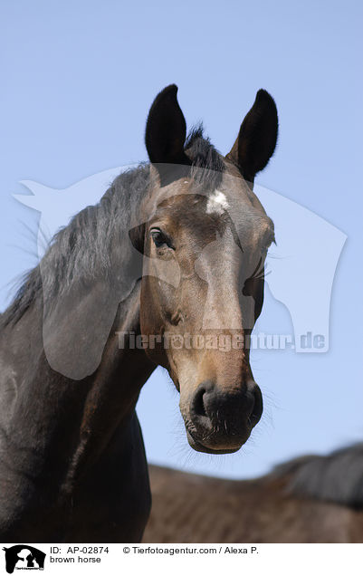 brown horse / AP-02874