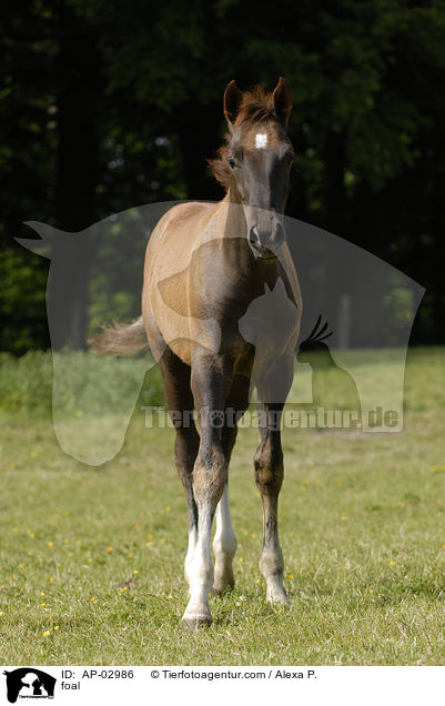 Brandenburger Fohlen / foal / AP-02986