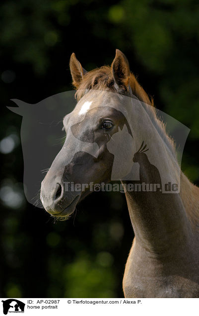 Brandenburger Portrait / horse portrait / AP-02987