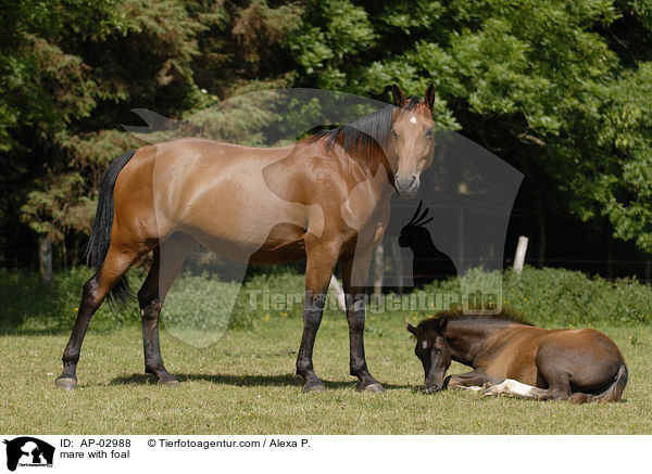 Stute mit Fohlen / mare with foal / AP-02988
