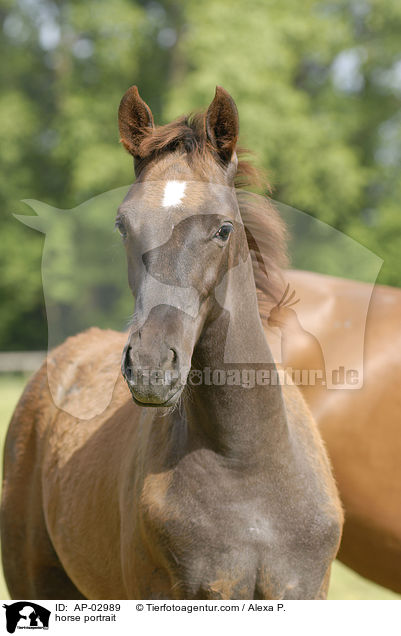 Brandenburger Portrait / horse portrait / AP-02989