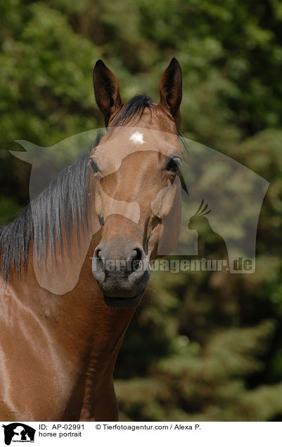 Brandenburger Portrait / horse portrait / AP-02991