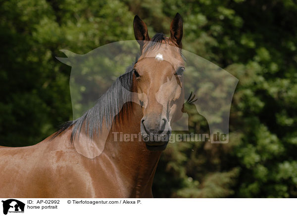Brandenburger Portrait / horse portrait / AP-02992