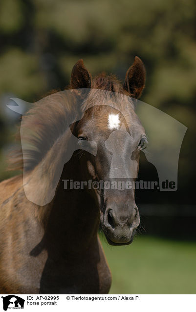 Brandenburger Portrait / horse portrait / AP-02995