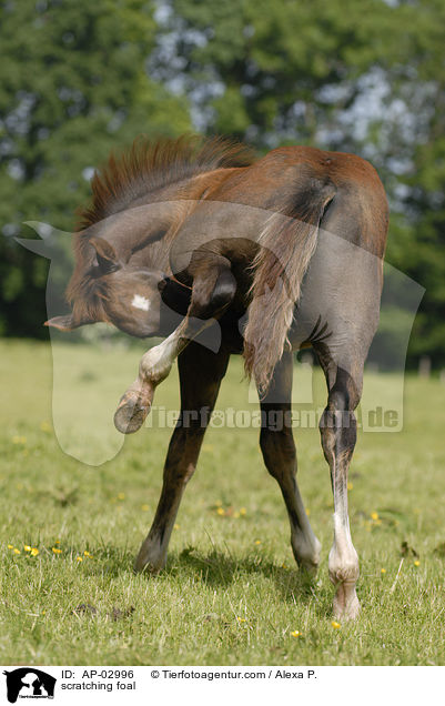 sich kratzendes Fohlen / scratching foal / AP-02996
