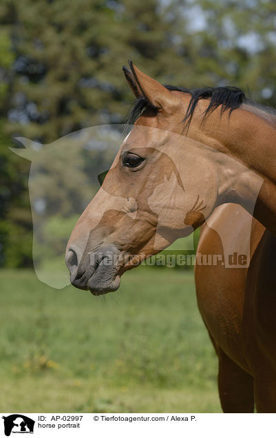 Brandenburger Portrait / horse portrait / AP-02997