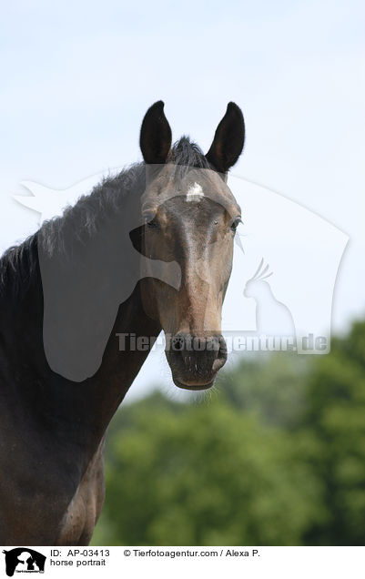 Brandenburger Portrait / horse portrait / AP-03413