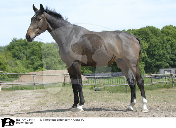 Brandenburger Warmblut / brown horse / AP-03414
