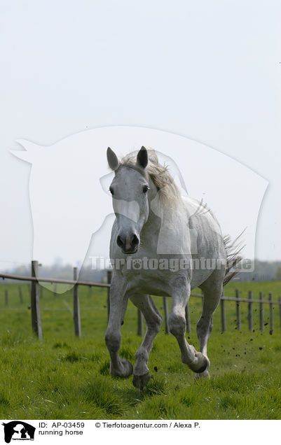 rennender Brandenburger / running horse / AP-03459