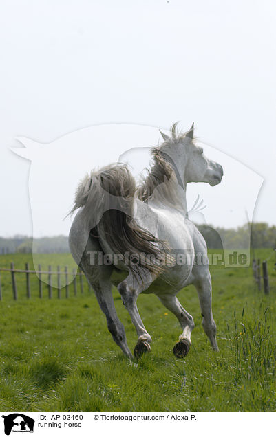 rennender Brandenburger / running horse / AP-03460